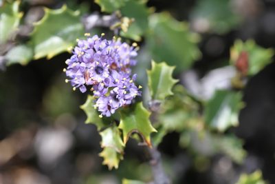 Ceanothus jepsonii, photographed by Nicholas Wei