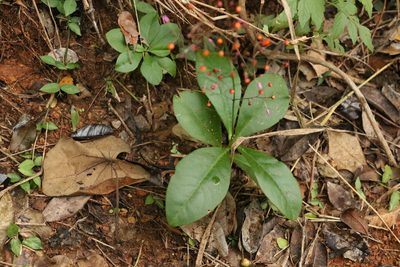 Talinum paniculatum, photographed by Greg Tasney