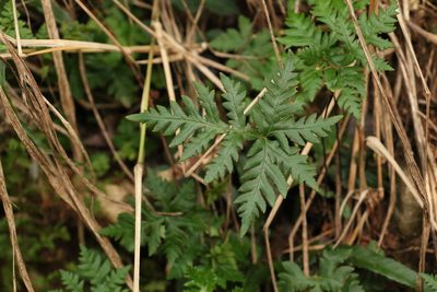 Doryopteris concolor, photographed by Greg Tasney