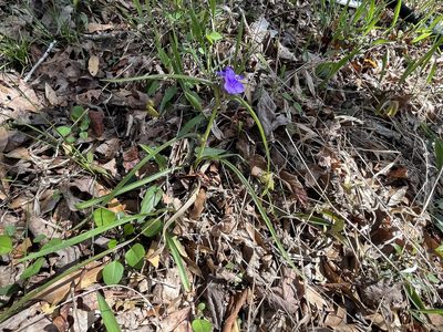 Tradescantia hirsuticaulis, photographed by Brian Finzel