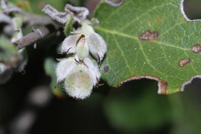 Garrya elliptica, photographed by Nicholas Wei
