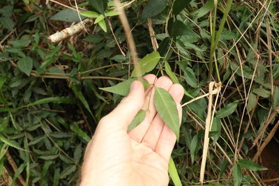 Secamone elliptica, photographed by Greg Tasney