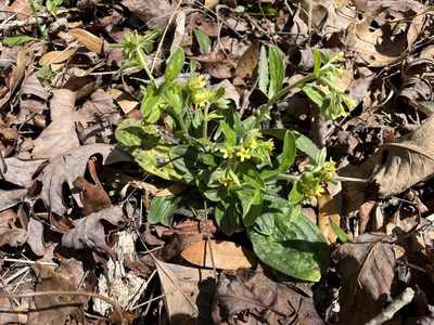 Lithospermum tuberosum, photographed by Brian Finzel