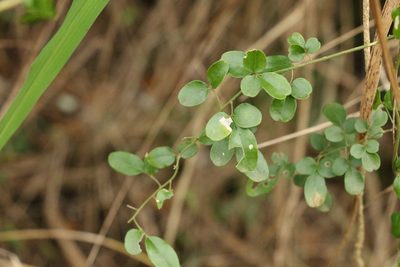 Jasminum didymum, photographed by Greg Tasney