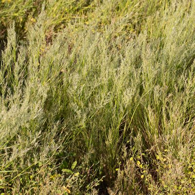 Eragrostis setifolia, photographed by Kym Nicolson