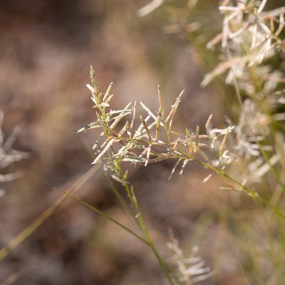 Eragrostis setifolia, photographed by Kym Nicolson