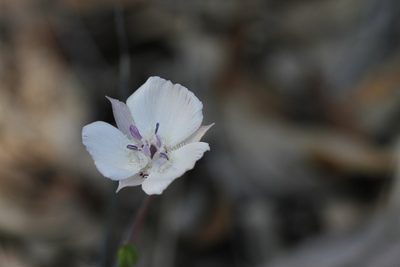 Calochortus umbellatus, photographed by Nicholas Wei
