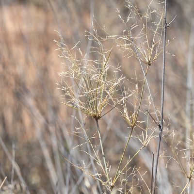 Sporobolus ramigerus, photographed by Kym Nicolson