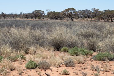 Sporobolus ramigerus, photographed by Kym Nicolson