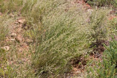 Eragrostis setifolia, photographed by Kym Nicolson