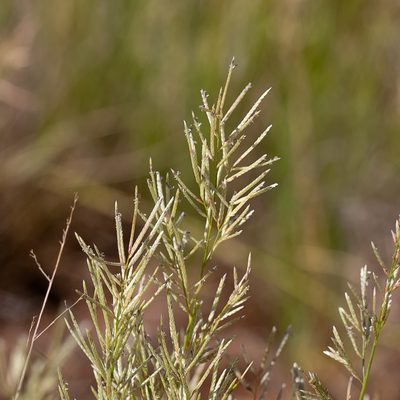 Eragrostis setifolia, photographed by Kym Nicolson