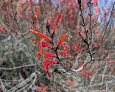 Justicia californica, photographed by Philip Vanbergen