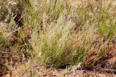 Eragrostis setifolia, photographed by Kym Nicolson