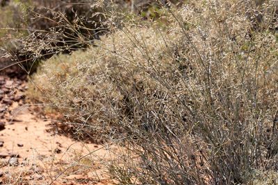 Sporobolus ramigerus, photographed by Kym Nicolson