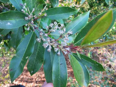 Prunus caroliniana, photographed by Nonbinary-Naturalist