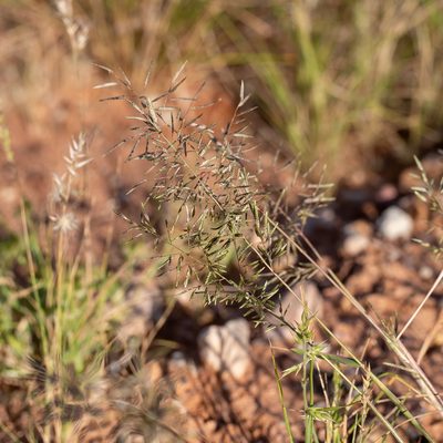 Eragrostis minor, photographed by Kym Nicolson