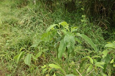 Alstonia constricta, photographed by Greg Tasney