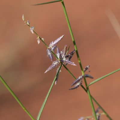 Eragrostis laniflora, photographed by Kym Nicolson