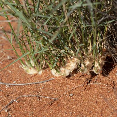 Eragrostis laniflora, photographed by Kym Nicolson