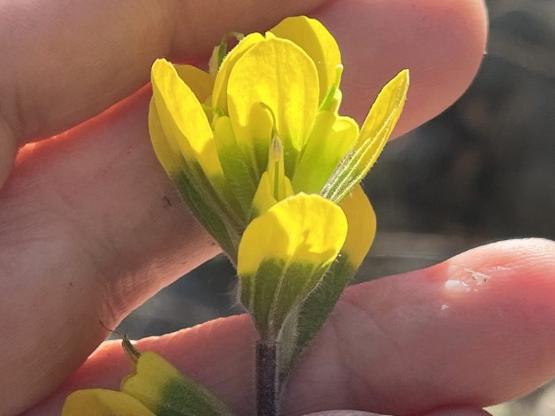 Castilleja kraliana, photographed by Brian Finzel