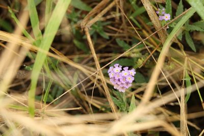 Heliotropium amplexicaule, photographed by Greg Tasney