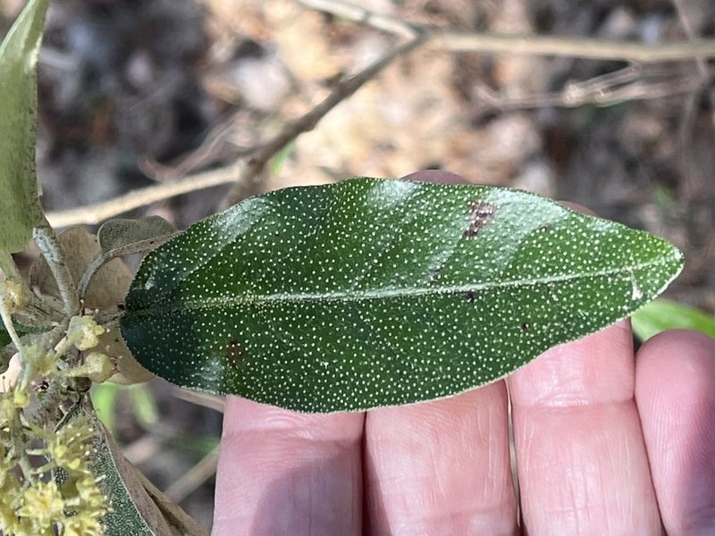 Croton alabamensis, photographed by Brian Finzel