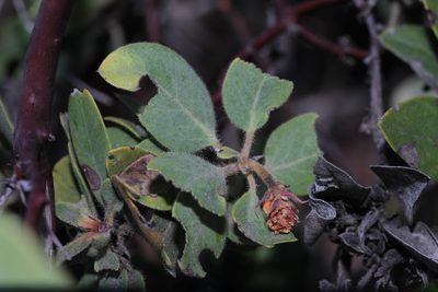 Arctostaphylos glandulosa, photographed by Nicholas Wei