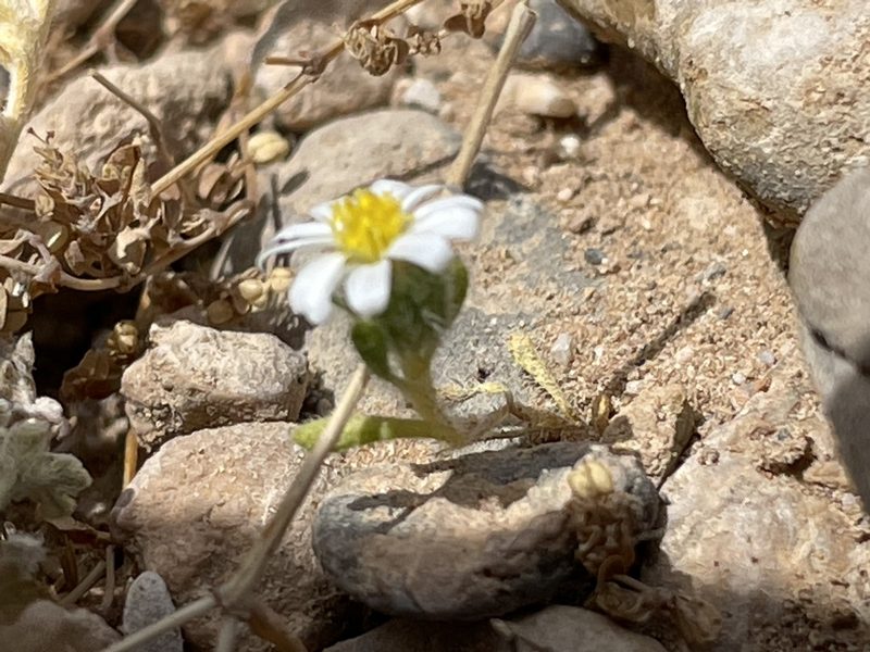 Eriophyllum lanosum, photographed by Bobby McCabe