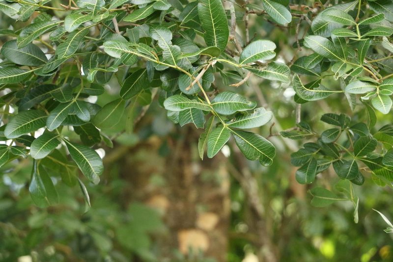 Flindersia collina, photographed by Greg Tasney