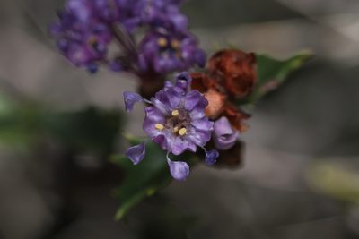Ceanothus jepsonii, photographed by Nicholas Wei