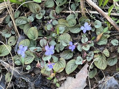 Viola walteri, photographed by Brian Finzel
