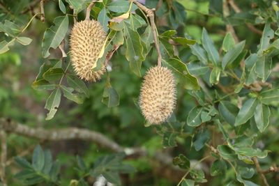 Flindersia australis, photographed by Greg Tasney