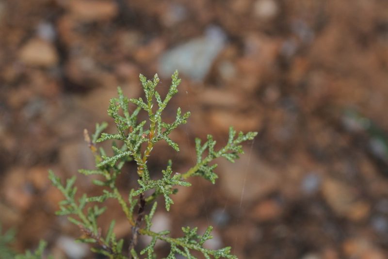 Hesperocyparis sargentii, photographed by Nicholas Wei