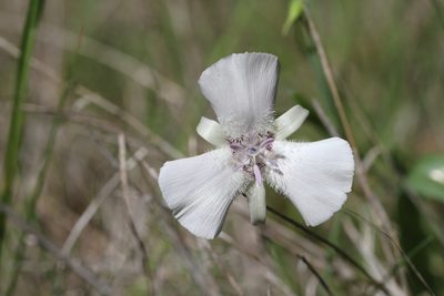 Calochortus umbellatus, photographed by Nicholas Wei