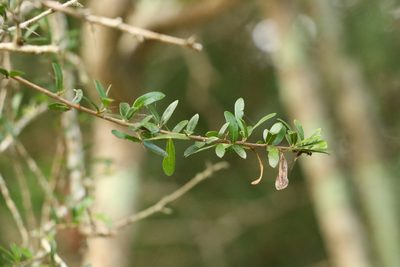 Pittosporum viscidum, photographed by Greg Tasney