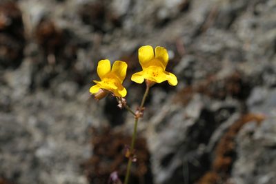 Erythranthe microphylla, photographed by Nicholas Wei