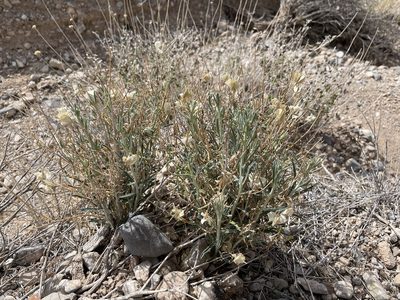 Psilostrophe cooperi, photographed by Bobby McCabe