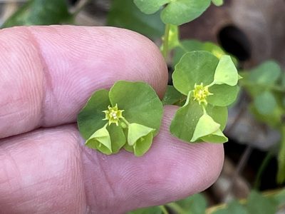 Euphorbia commutata, photographed by Brian Finzel
