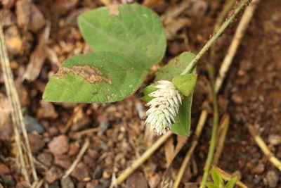 Gomphrena celosioides, photographed by Greg Tasney