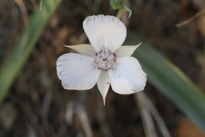 Calochortus umbellatus