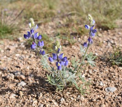 Lupinus sparsiflorus, photographed by Philip Vanbergen