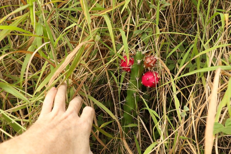 Harrisia martinii, photographed by Greg Tasney