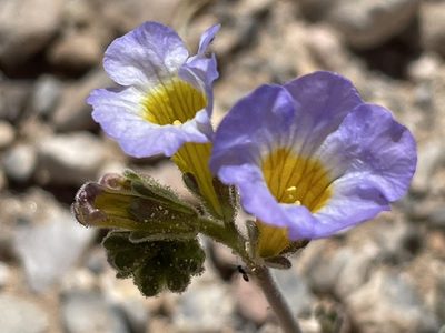 Phacelia fremontii, photographed by Bobby McCabe