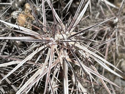 Grusonia parishii, photographed by Bobby McCabe