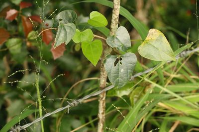 Tinospora smilacina, photographed by Greg Tasney