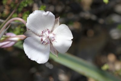 Calochortus umbellatus, photographed by Nicholas Wei