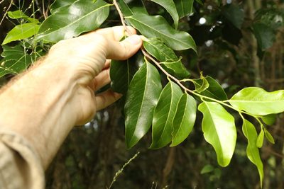 Casearia multinervosa, photographed by Greg Tasney