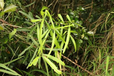 Denhamia pittosporoides, photographed by Greg Tasney