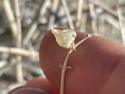 Scutellaria mexicana, photographed by Bobby McCabe