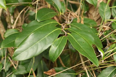 Diospyros fasciculosa, photographed by Greg Tasney